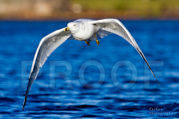 Ring-Billed Gull
