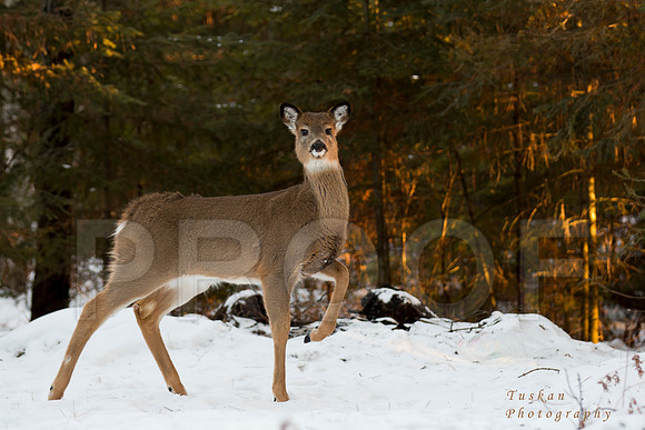 Fawn at Sunset