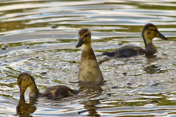 Ducklings