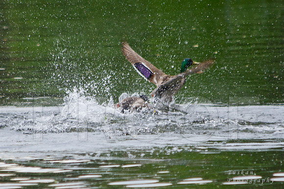 Splash