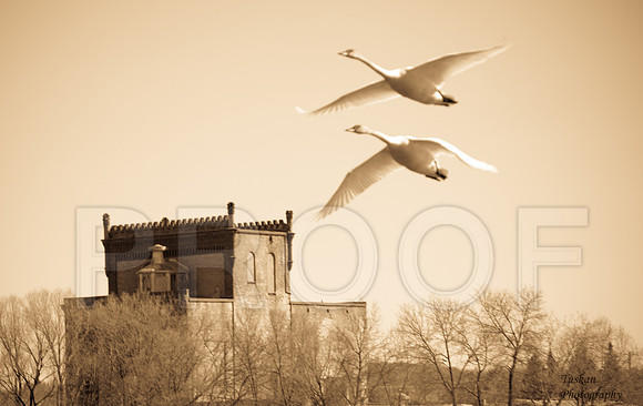 Swans in Flight