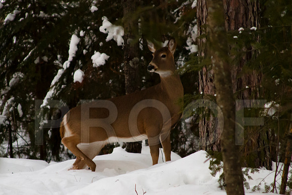 Doe in snow