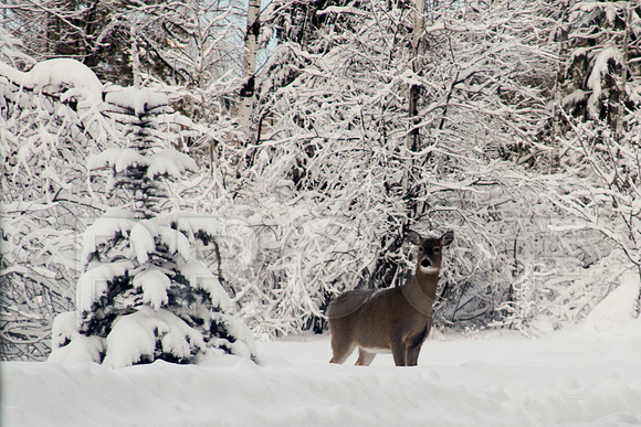 Doe in winter