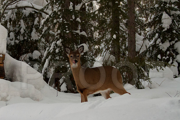 fawn