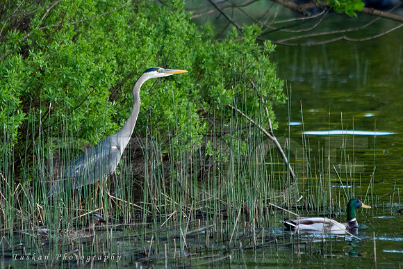 In the Reeds