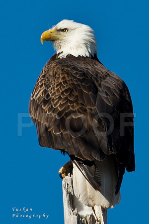 Bald Eagle