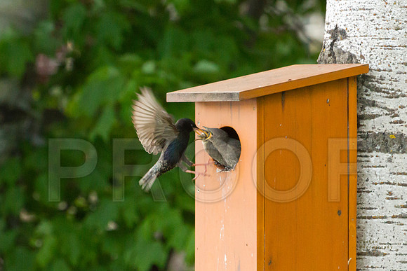 European Starling feeding it's young 1