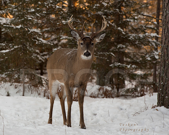 The Buck at Sunset