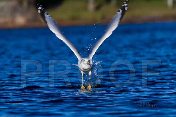 Seagull Lake Scenes