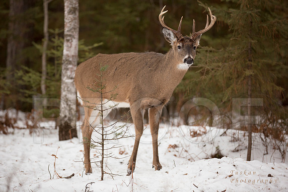 The buck